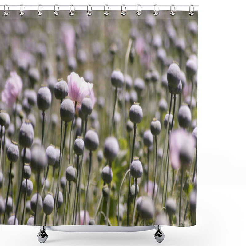 Personality  Summer Flower, Poppy Flower Petals, Flora  Shower Curtains