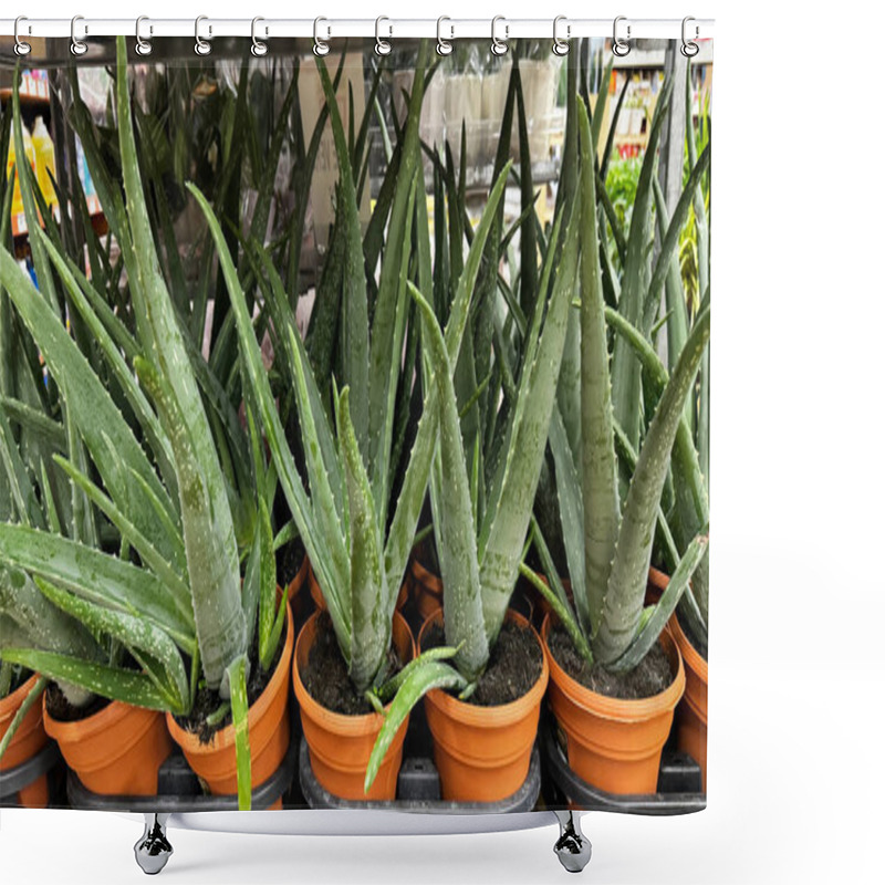 Personality  Potted Aloe Vera Plants Arranged In Orange Pots Shower Curtains