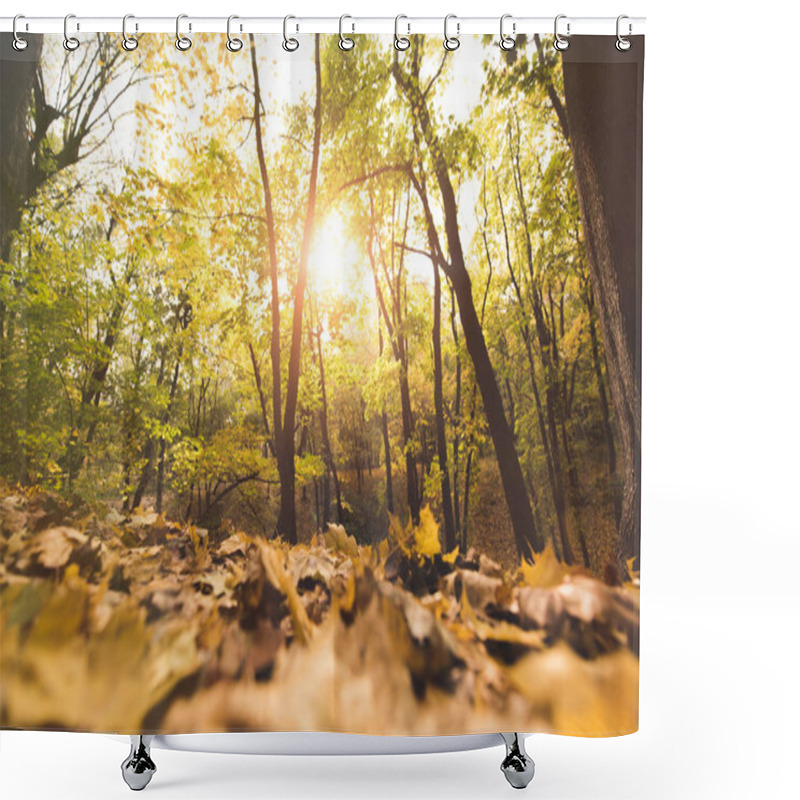 Personality  Fallen Leaves In Autumn Forest Shower Curtains