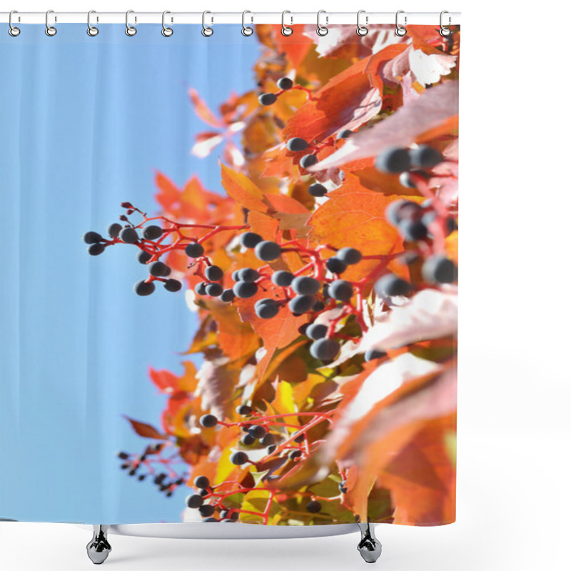 Personality  The Wild Vine In The Autumn Shower Curtains