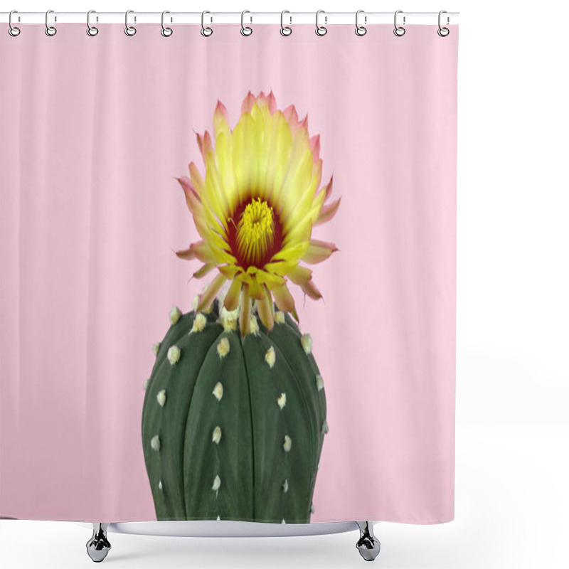 Personality  Yellow Cactus Flower Blooming On Pastel Pink Paper Background Shower Curtains