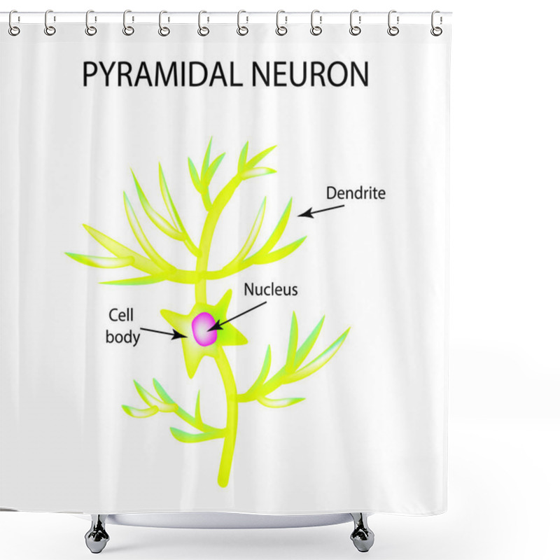 Personality  The Structure Of The Pyromidal Neuron. Nerve Cell. Infographics. Vector Illustration On Isolated Background Shower Curtains