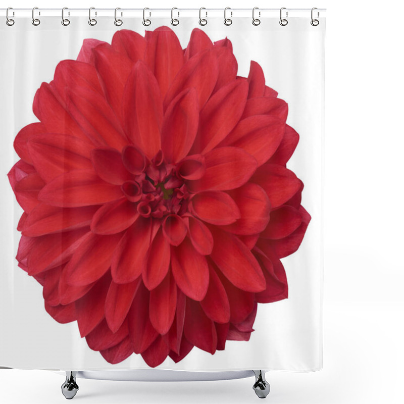 Personality  Blooming Vibrant Red Dahlia Flower Isolated White Background, Beautiful Single Daisy-like Elegance Flower Head, Taken Straight From Above Shower Curtains