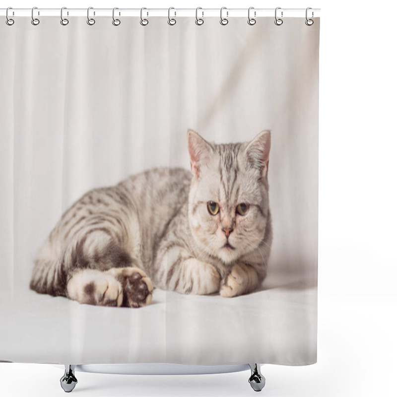 Personality  European Cat In Front On A White Background Shower Curtains