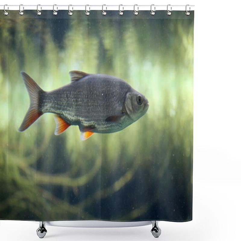 Personality  Roach Is A Very Common Fish, Shower Curtains