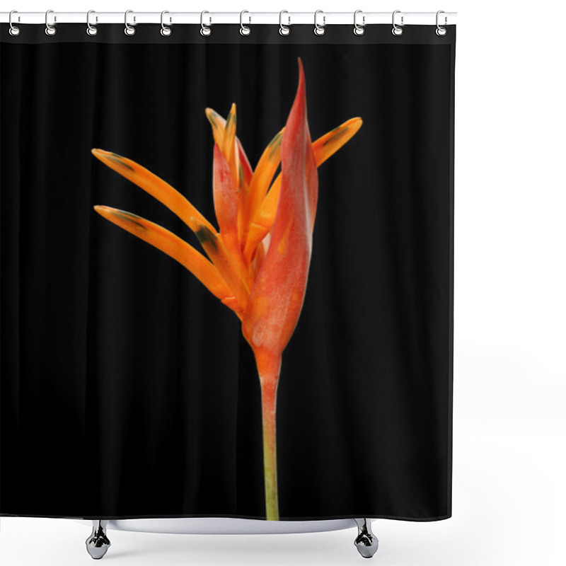 Personality  A Heleconia Flower Shower Curtains