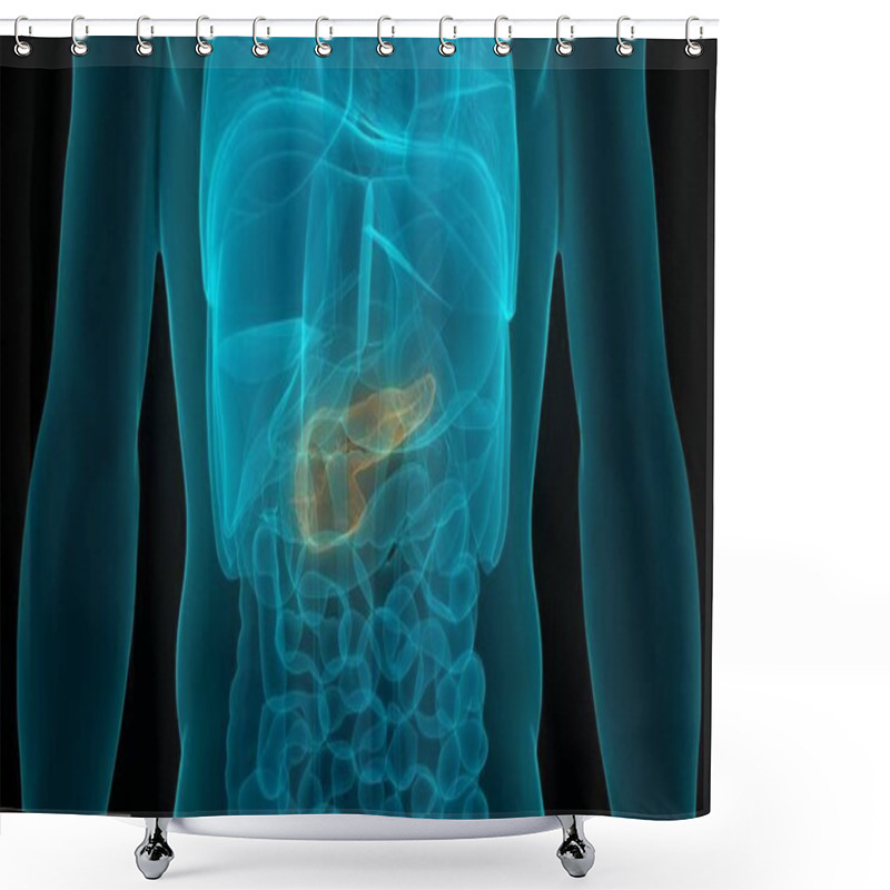 Personality  Human Internal Digestive Organ Pancreas Anatomy. 3D - Illustration Shower Curtains