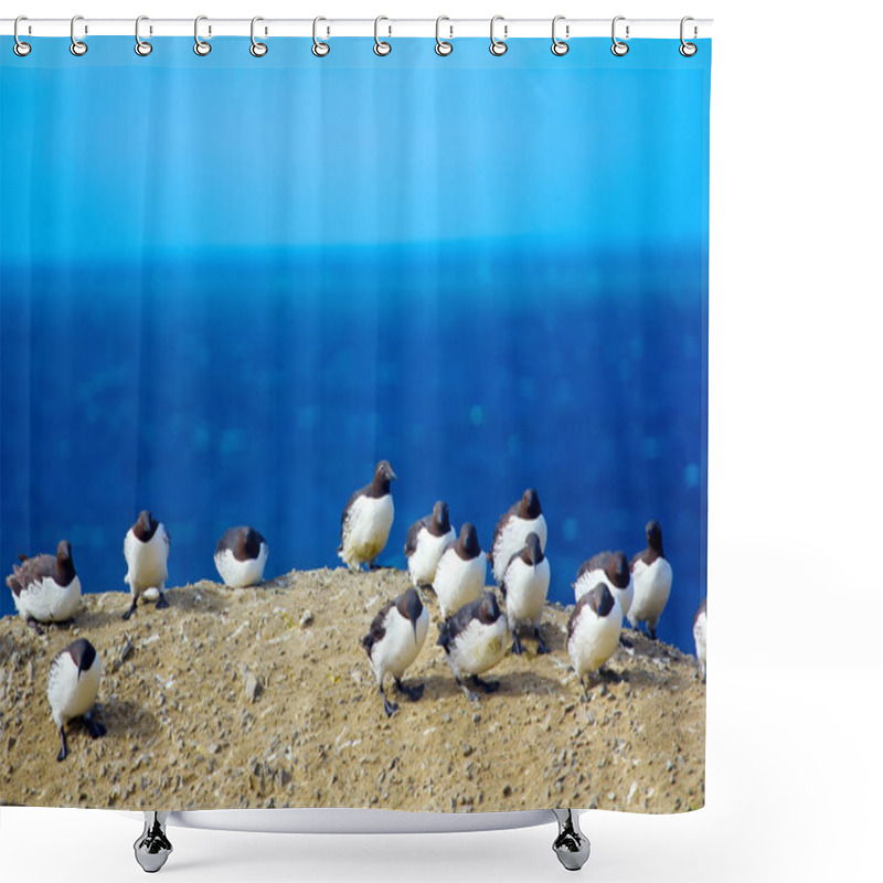 Personality  Common Guillemots Against Very Strong Wind. Barents Sea. Novaya Zemlya Archipelago Shower Curtains