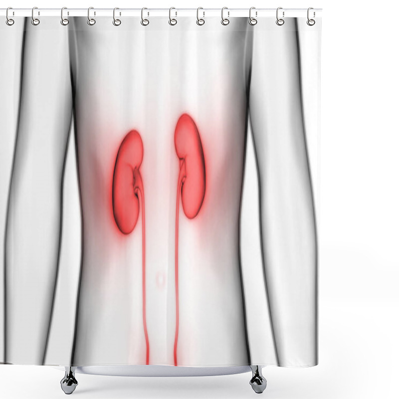 Personality  Human Urinary System Kidneys With Bladder Anatomy. 3D - Illustration Shower Curtains