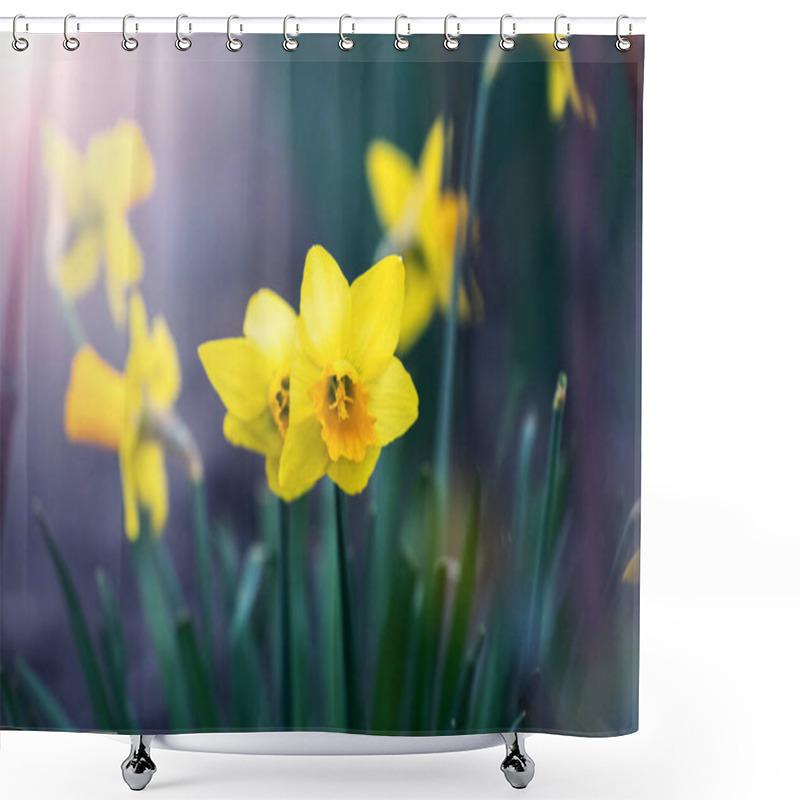 Personality  Yellow Daffodils In The Garden In The Rays Of The Morning Sun Shower Curtains