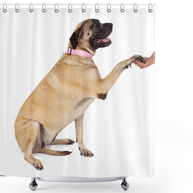 Personality  English Mastiff Paw Shake Shower Curtains