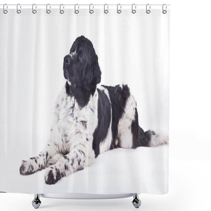 Personality  Newfoundland Dog Black And White Portrait In Studio Shower Curtains