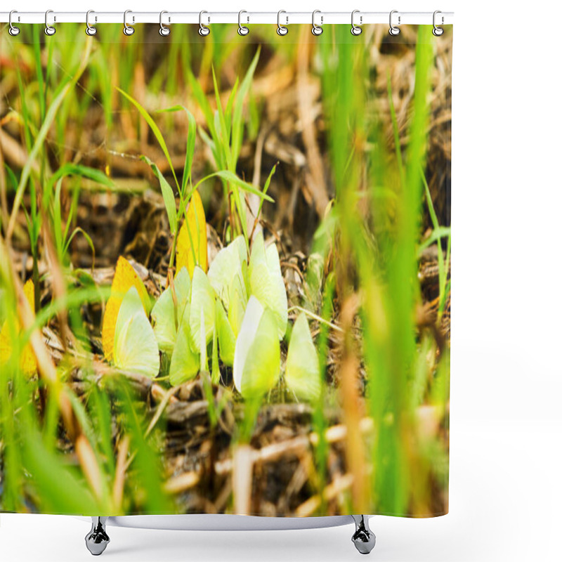 Personality  Group Of Yellow Butterflies On The Ground In Ecuadorian Amazonia Shower Curtains