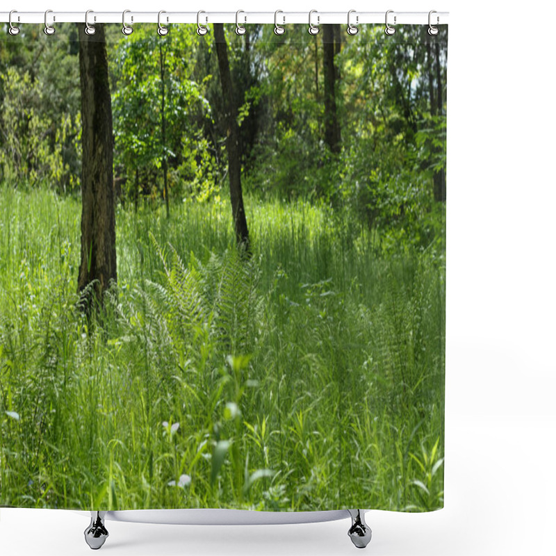 Personality  Landscape. Sunny Green Glade In The Syretsky Arboretum Of Kyiv. Shower Curtains