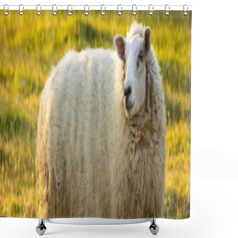 Personality  Free Sheep At Gallery Forest Near Santa Lucia River At Los Cerrillos, Canelones, Uruguay Shower Curtains