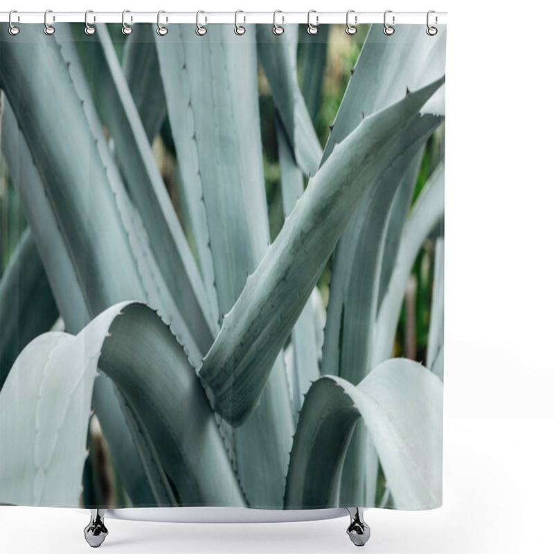 Personality  Close Up View Of Sharp Green Cactus Prickly Leaves  Shower Curtains