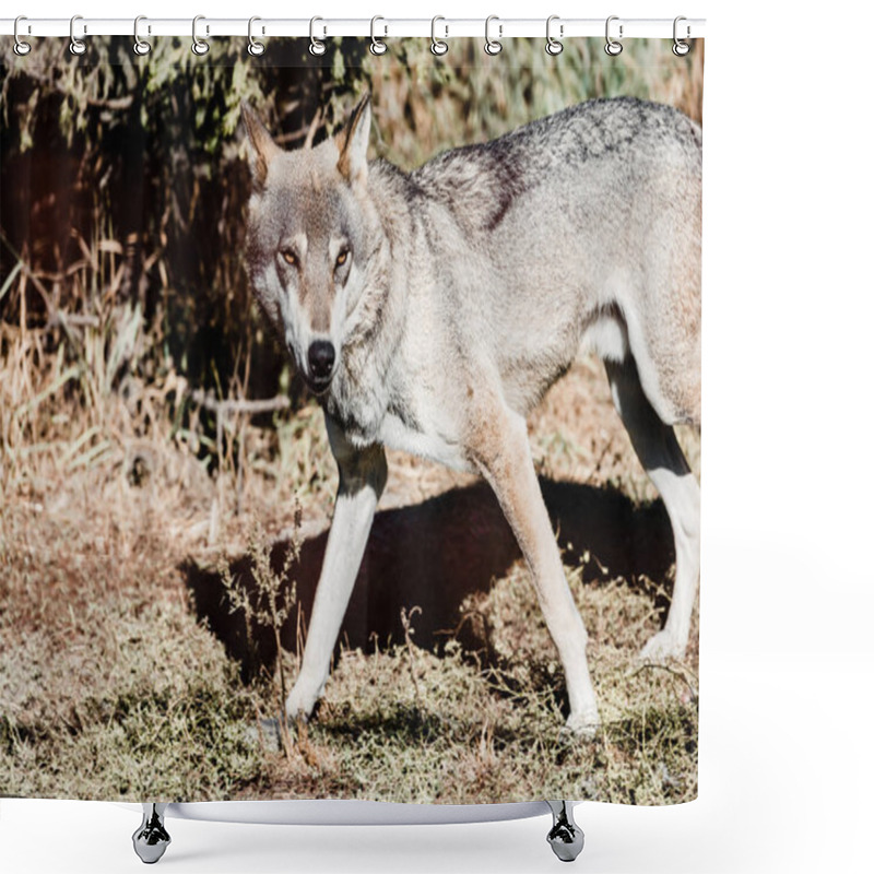 Personality  Dangerous Wolf Walking On Ground Outside  Shower Curtains