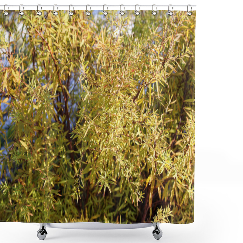 Personality  Golden Autumn Foliage Glowing In Sunlight, Showcasing Intricate Leaves With Warm Tones Of Yellow And Green. A Natural Display Of Seasonal Beauty In Crisp, Clear Weather. Shower Curtains