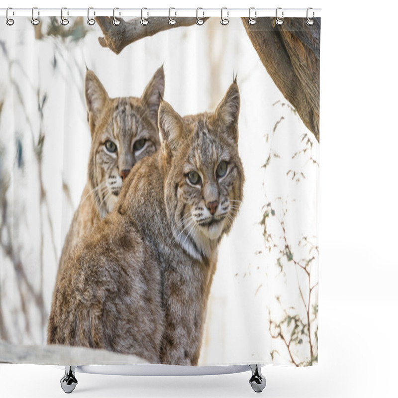 Personality  Bobcat - Lynx Rufus Shower Curtains