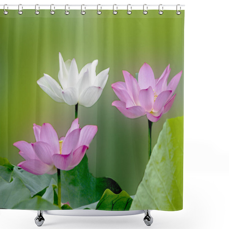 Personality  Bloom Lotus Shower Curtains