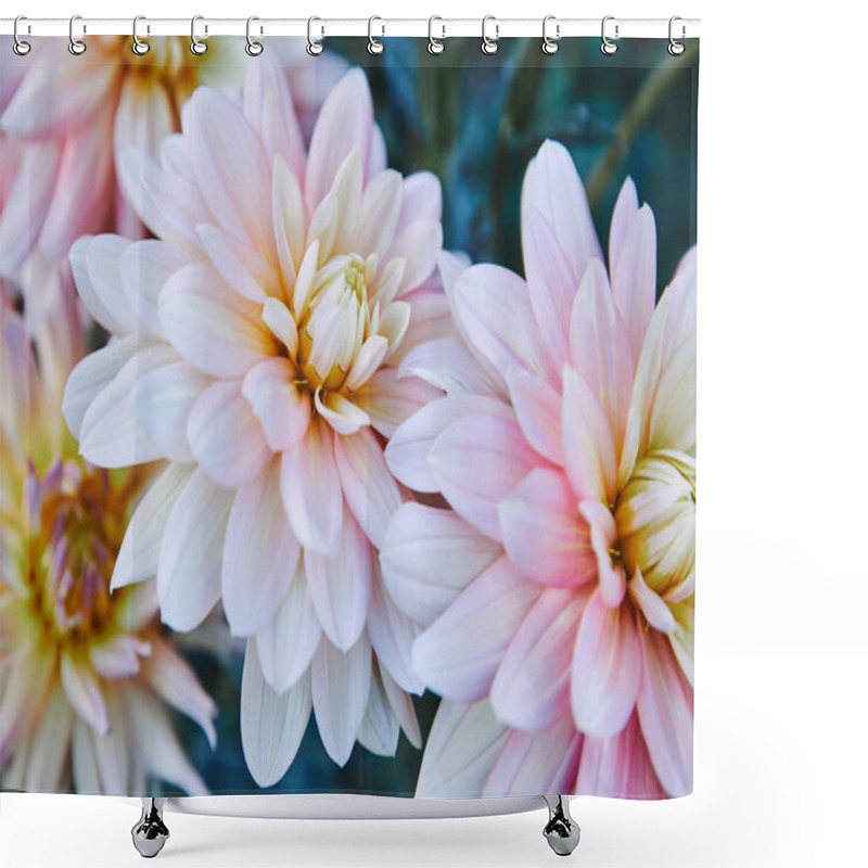 Personality  Close Up Of Beautiful White And Purple Chrysanthemums In Garden Shower Curtains