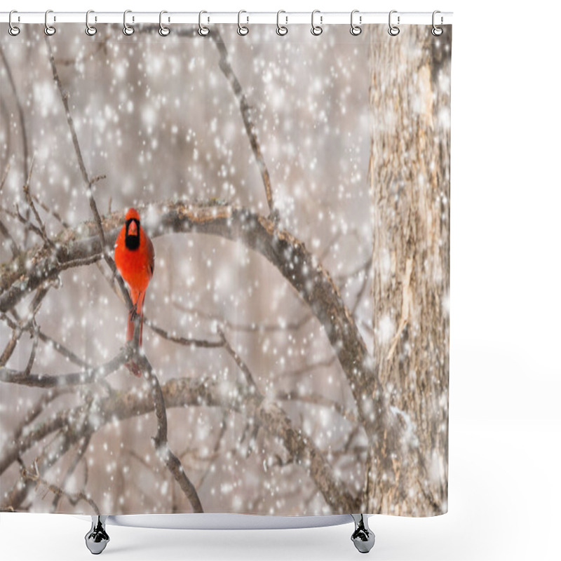 Personality  Red Northern Male Cardinal Sitting On Tree Branch In Snow Strorm Shower Curtains