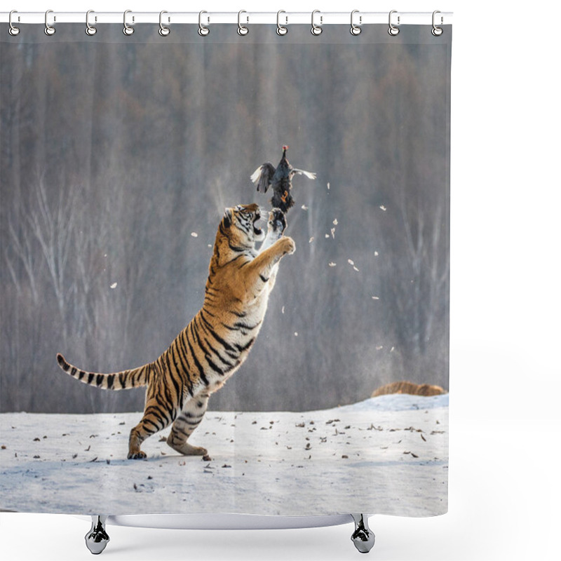 Personality  Siberian Tiger Jumping And Catching Prey Bird In Winter Forest, Siberian Tiger Park, Hengdaohezi Park, Mudanjiang Province, Harbin, China.  Shower Curtains