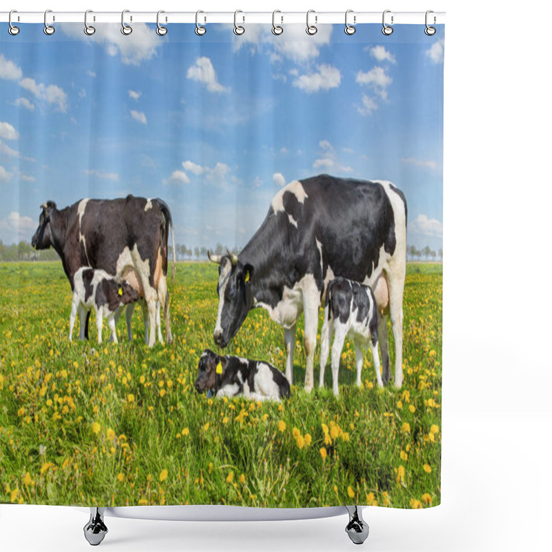 Personality  Mother Cows With Drinking Calves In Dutch Meadow Shower Curtains