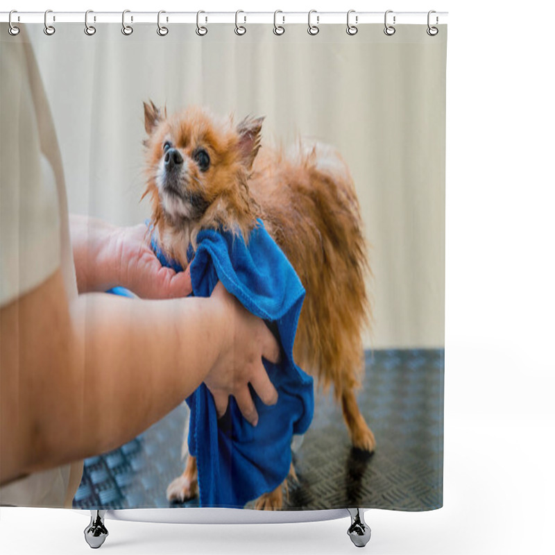 Personality  Groomer Wipes A Pomeranian Dog After Washing In At Grooming Salon. Shower Curtains