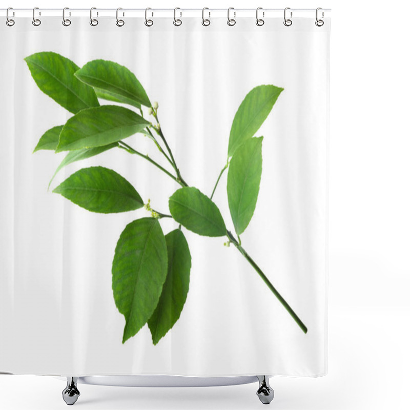 Personality  Fresh Branch With Green Citrus Leaves Isolated On White Shower Curtains