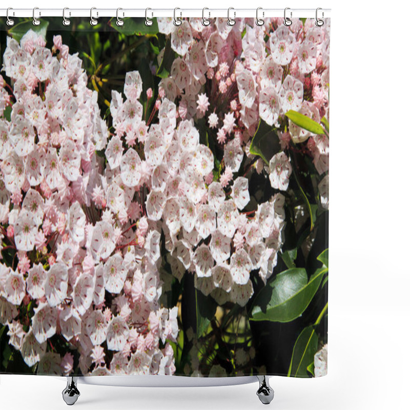 Personality  Mountain Laurel In Pink Blooms Shower Curtains