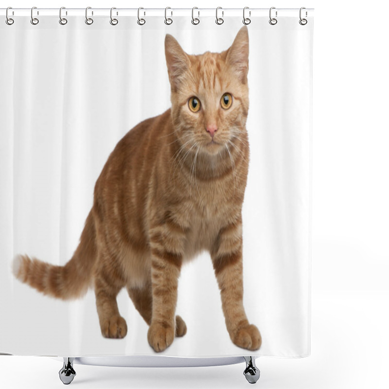 Personality  Ginger Mixed Breed Cat, 6 Months Old, Standing In Front Of White Background Shower Curtains