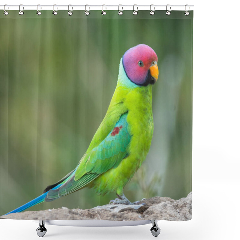 Personality  Plum Headed Parakeet From Sattal & Uttarakhand Shower Curtains