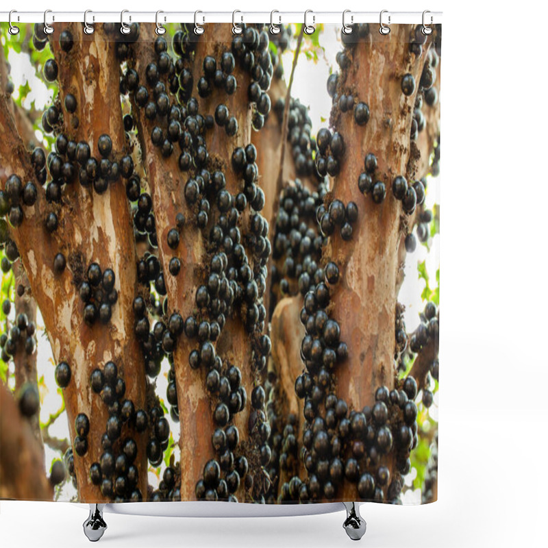 Personality  Jaboticaba Brazilian Tree With A Lot Of Full-blown Fruits On Trunk Shower Curtains