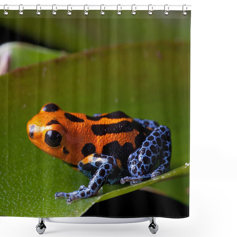 Personality  Red Striped Poison Dart Frog Blue Legs Shower Curtains