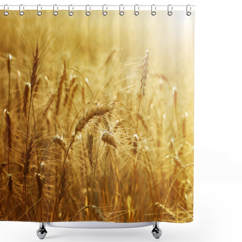 Personality  Golden Wheat Field Shower Curtains