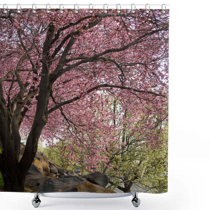 Personality  Trees With Bright Pink Blossoms At The Edge Of A Road Shower Curtains