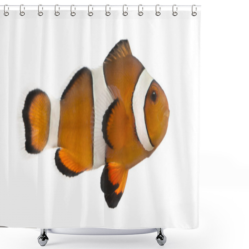 Personality  Ocellaris Clownfish, Amphiprion Ocellaris, Isolated On White Shower Curtains