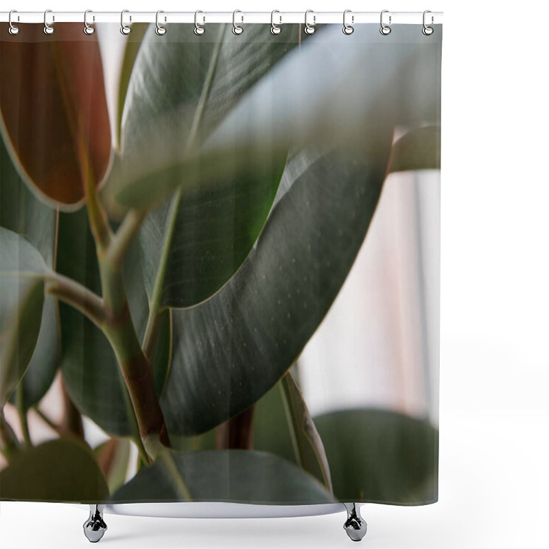 Personality  Ficus Elastic Plant Rubber Tree. Close Up. Shower Curtains