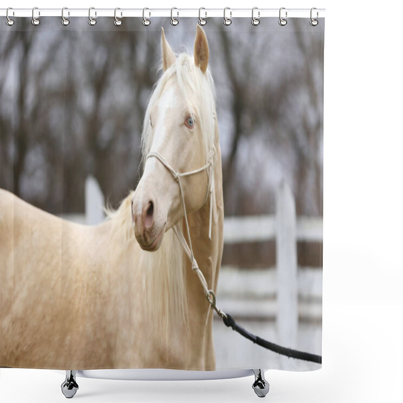 Personality  Portrait Close Up Of A Beautiful Cremello Stallion In Against White Colored Wooden Corral Outdoors Shower Curtains