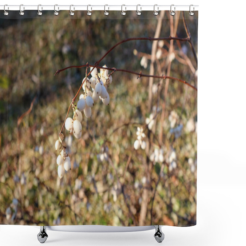 Personality  Branch Of Snowberries In Autumn Sunlight. Close-up Of A Snowberry Bush With White Berries On Thin Red Branches, Set Against A Softly Blurred Autumnal Background In Warm Golden Tones. Shower Curtains