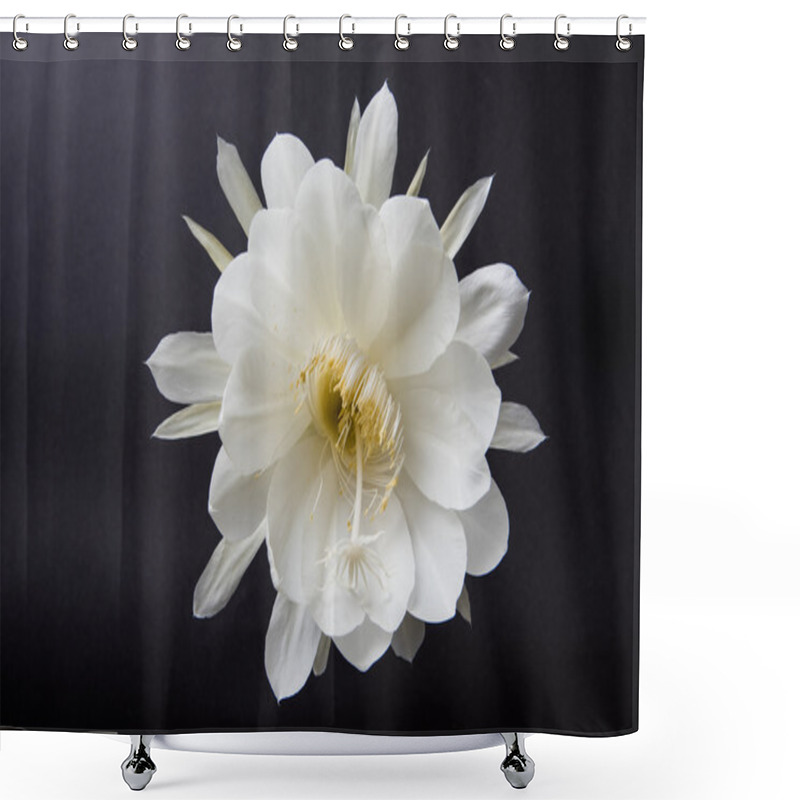 Personality  Saussurea Obvallata / Brahma Kamal Flower Or White Lotus, It Is Native To The Himalayas And Uttarakhand, India, Isolated Shower Curtains