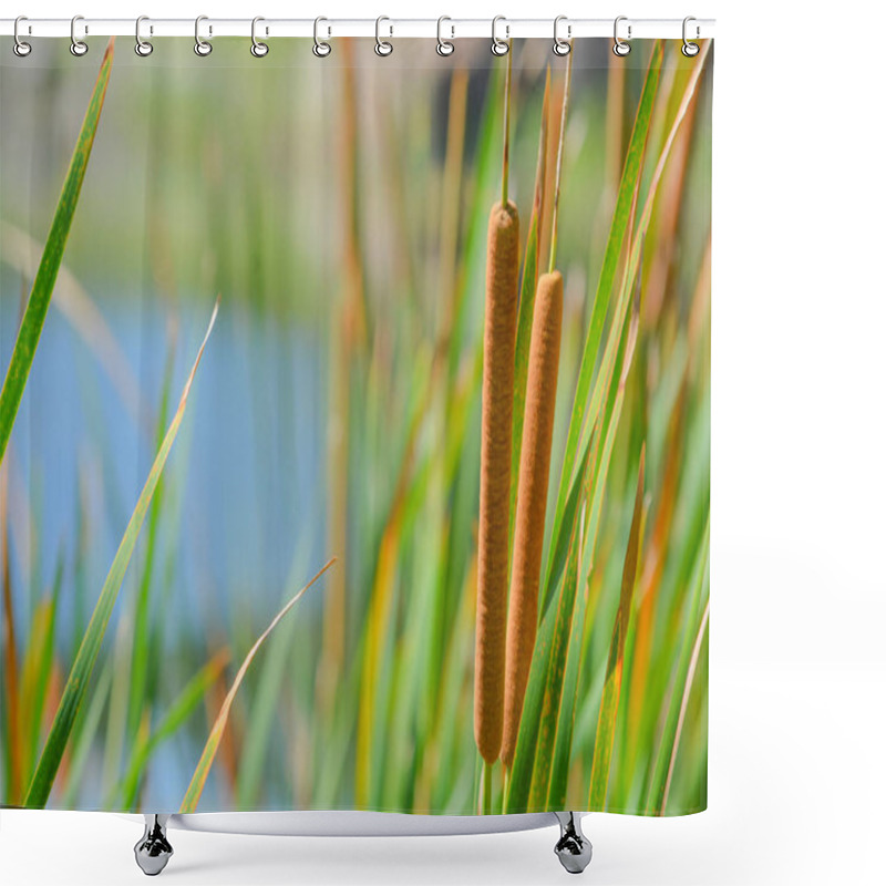 Personality  Cattails On The Edge Of A Pond In St Petersburg, Florida USA Shower Curtains