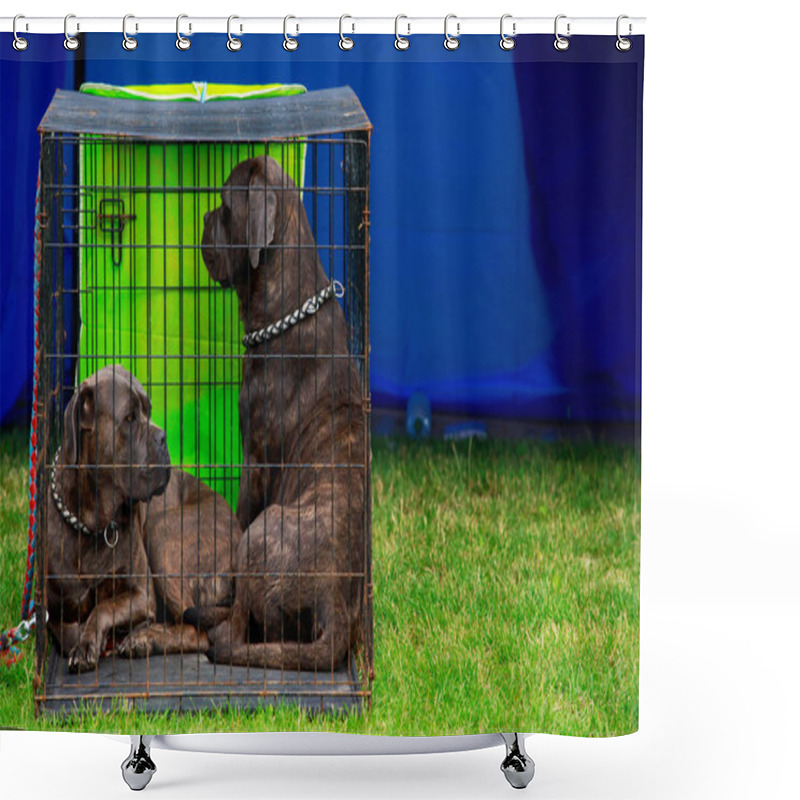 Personality  Dog Breed Italiano Cane Corso Shower Curtains