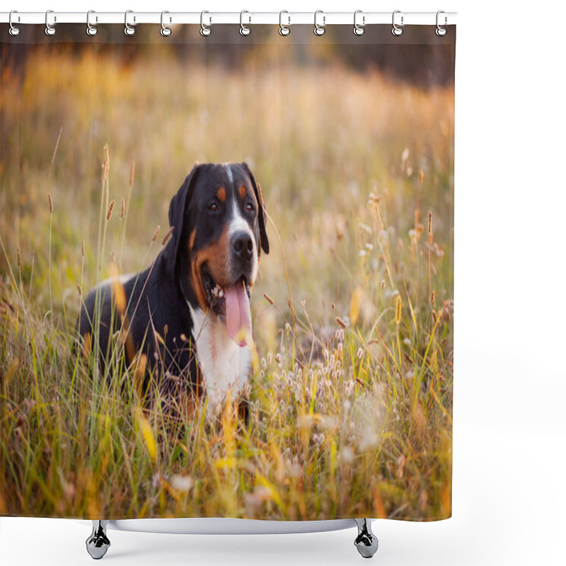 Personality  Great Swiss Mountain Dog Lying In The Grass Outdoors In Sunset Shower Curtains