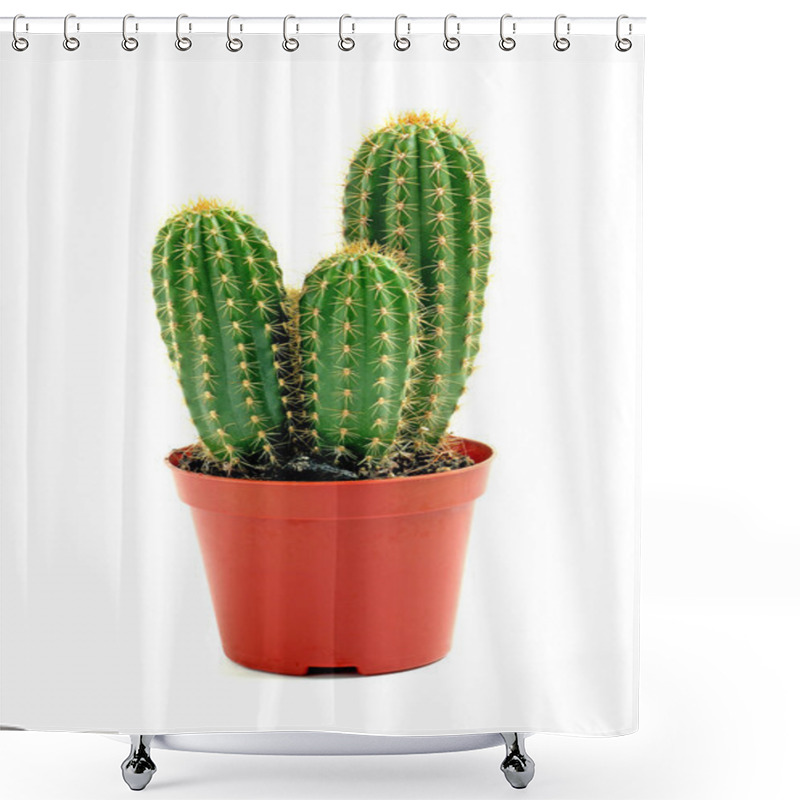 Personality  Potted Globe Cactus Isolated Over White Background Shower Curtains