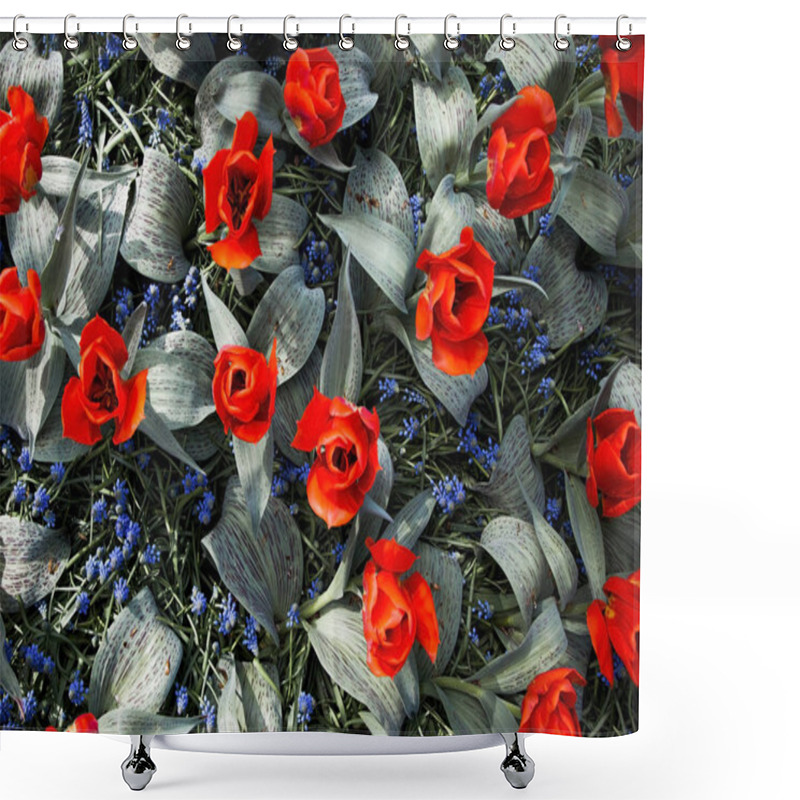 Personality  Beautiful Flower Bed Of Red Tulips Shot From Above On Sunny Day. Floral Background.  Shower Curtains