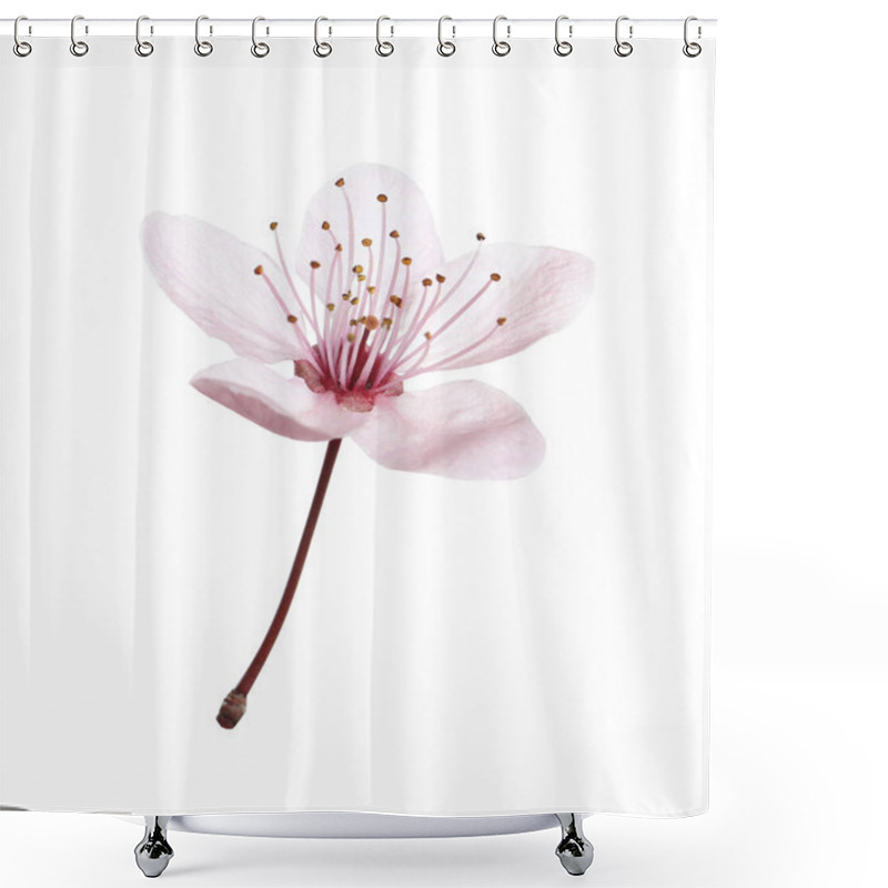 Personality  Beautiful Plum Blossom Isolated On White. Spring Season Shower Curtains