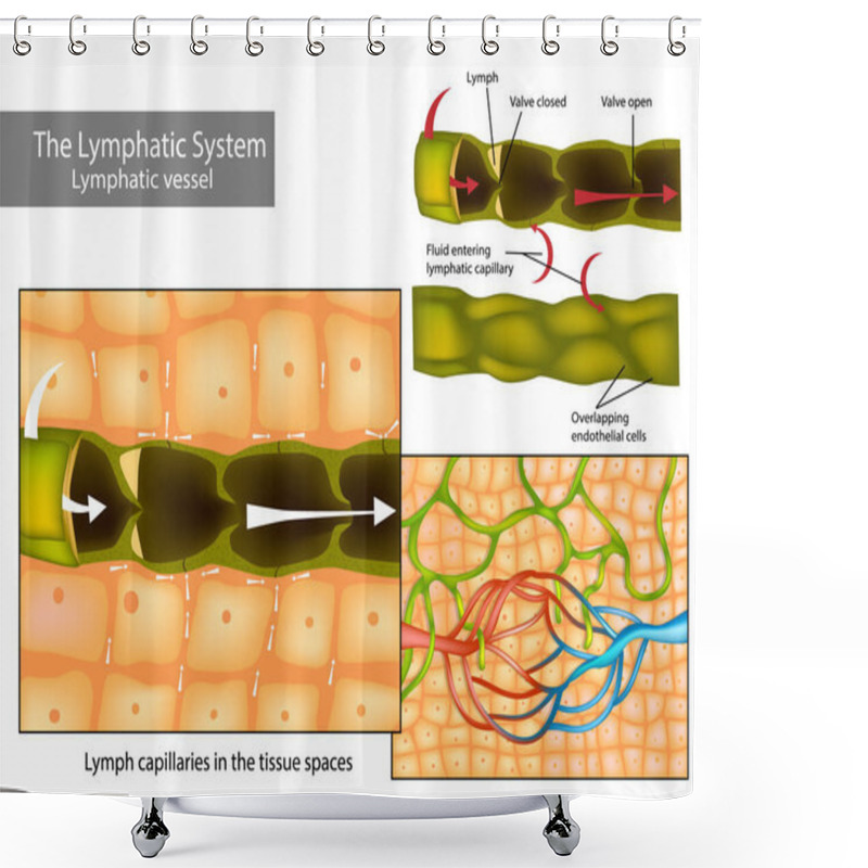 Personality  Lymph Capillaries In The Tissue Spaces. Lymphatic Circulation And The Structure Of Lymphatic Vessels Shower Curtains