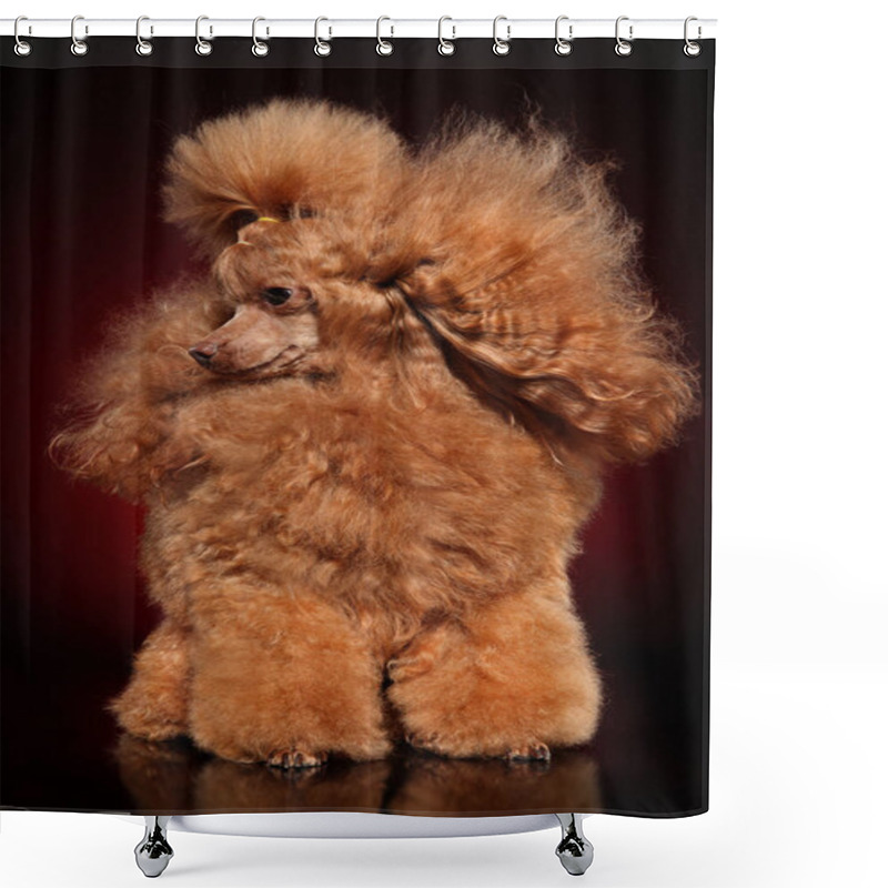 Personality  Portrait Of A Red Toy Poodle Shower Curtains